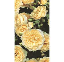Gros plan de fleurs de roses jaunes