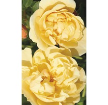 Gros plan sur deux fleurs de roses jaunes