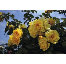 Rosier grimpant dans les variétés H 60-80 cm Co 5 L jaune