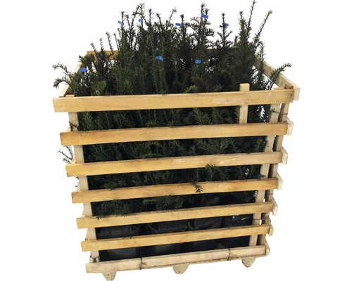 If dans une cage en bois pour l''aménagement paysager