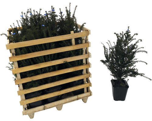 Plantes dans un conteneur en bois et une seule plante en pot