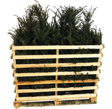 Palette de plantes d''ifs pour le jardin