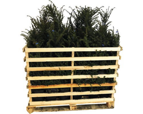 Palette de plantes d''ifs pour le jardin