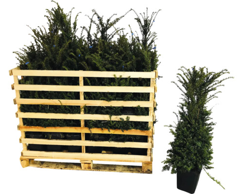 Eiben im Holzpalettencontainer und eine einzelne Eibe im Topf