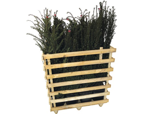 Plantes d''ifs dans une palette en bois