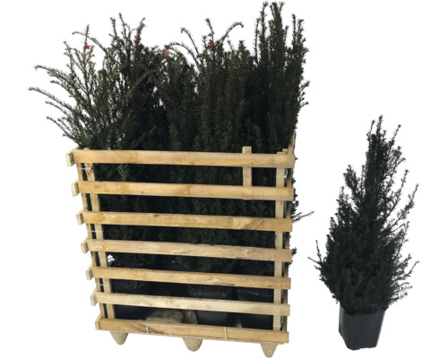 Eibe Pflanzen im Holzkasten und einzelne Eibe im Topf