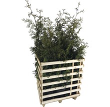 6 x Thuja occidentalis FloraSelf 'Brabant' H 125-150 cm ClickCo pour env. 3 m de haie