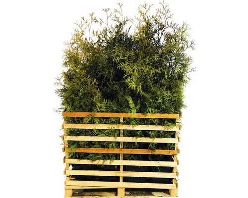 15 x Thuja occidentalis FloraSelf 'Brabant' H 125-150 cm ClickCo pour env. 7,5 m de haie