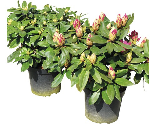 Zwei Rhododendronpflanzen im Topf mit Blütenknospen.