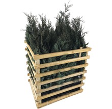 12 x Blaue Säulenzypresse, Scheinzypresse FloraSelf Chamaecyparis lawsoniana 'Columnaris Glauca' H 80-100 cm ClickCo für ca. 4 m Hecke