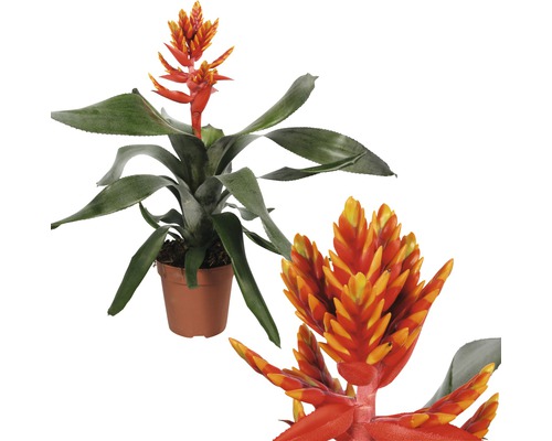 Bromelie FloraSelf Aechmea x 'Pepita Elegant Flames' H 40-45 cm Ø 12 cm Topf Bromelie in einem Topf mit orangefarbener Blüte