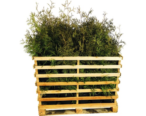 35 x Thuja occidentalis FloraSelf 'Brabant' H 80-100 cm ClickCo pour env. 14 m de haie