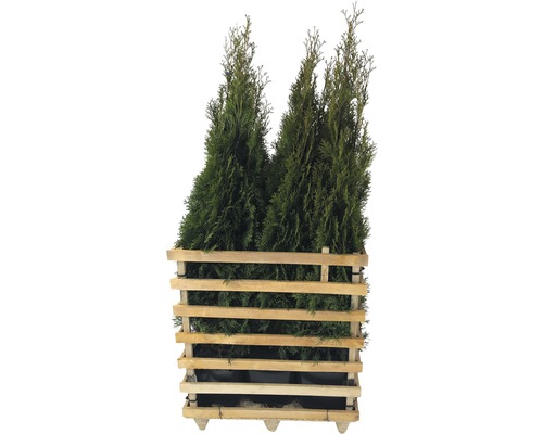 6 x Thuja occidentalis FloraSelf 'Smaragd' H 125-150 cm ClickCo pour env. 3 m de haie