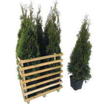 Thuyas dans une caisse en bois et un pot