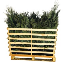Palette de plantes de haies de thuya