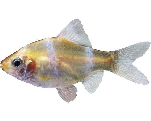 Fisch Sumatrabarbe Goldtiger - Puntius tetrazona