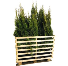 Palette avec plusieurs plantes Thuja