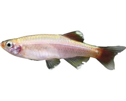 Fisch Kardinalfisch Gold - Tanichthys albonubes