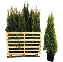 Thuja Smaragd Pflanzen im Holzcontainer und Topf
