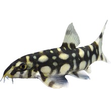 Poisson Botia kubotai