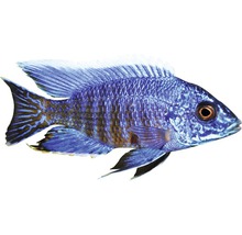 Fisch Aulonocara chilumba lg - Aulonocara stuartgranti WFNZ