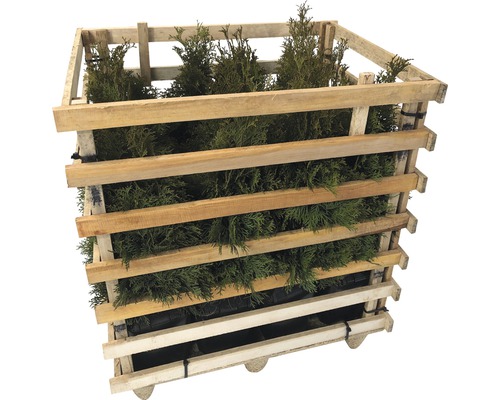 12 x Thuja occidentalis FloraSelf 'Smaragd' H 40-60 cm ClickCo pour env. 4 m de haie