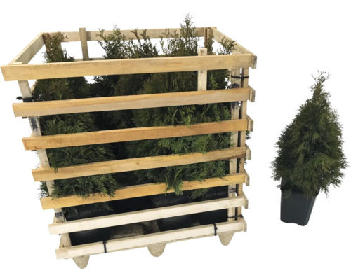 Plants de haies de thuya en caisse en bois et plante en pot
