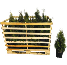 Thuyas dans une caisse en bois et un thuya dans un pot.