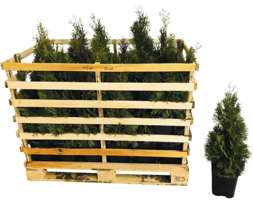 Thuyas dans une caisse en bois et un thuya dans un pot.