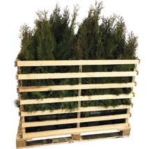 Thuyas dans une palette en bois