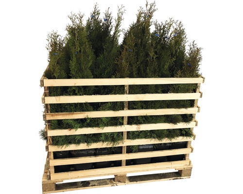 35 x Lebensbaum FloraSelf Thuja occidentalis 'Smaragd' H 60-80 cm ClickCo für ca. 12 m Hecke