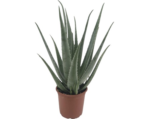 Aloe vera FloraSelf h 55-70 cm pot Ø 21 cm Aloe vera FloraSelf h 55-70 cm pot Ø 21 cm