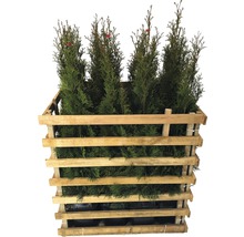 Plantes de thuya dans une structure en bois pour le transport
