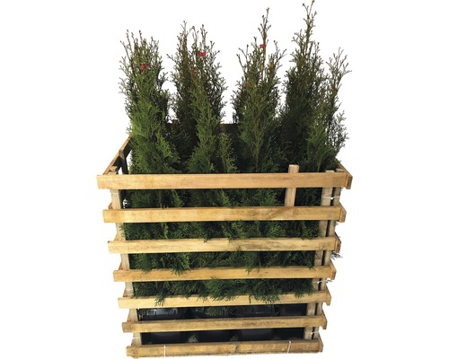 12 x Thuja occidentalis FloraSelf 'Smaragd' H 80-100 cm ClickCo pour env. 5 m de haie