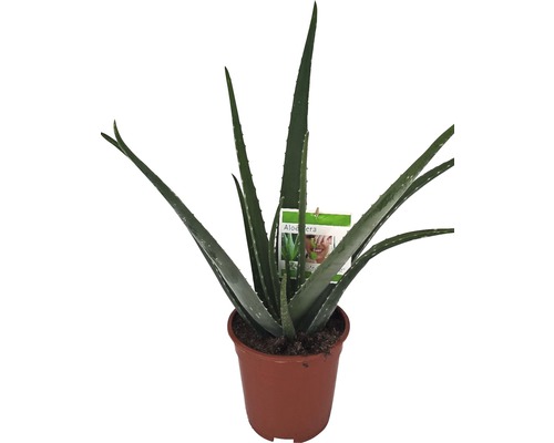 Aloe vera FloraSelf h 50-60 cm pot Ø 17 cm