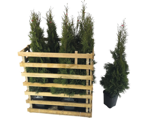 Mehrere Thuja-Pflanzen in einer Holzkiste und eine Thuja-Pflanze in einem Topf.