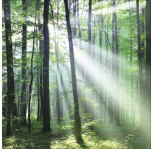 Forêt ensoleillée avec de grands arbres