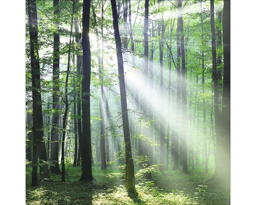 Tableau en verre Forest Harmony III 20x20 cm Forêt ensoleillée avec de grands arbres
