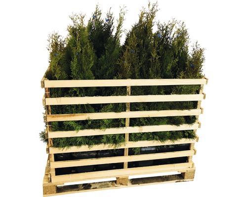 35 x Thuja occidentalis FloraSelf 'Smaragd' H 80-100 cm ClickCo pour env. 14 m de haie