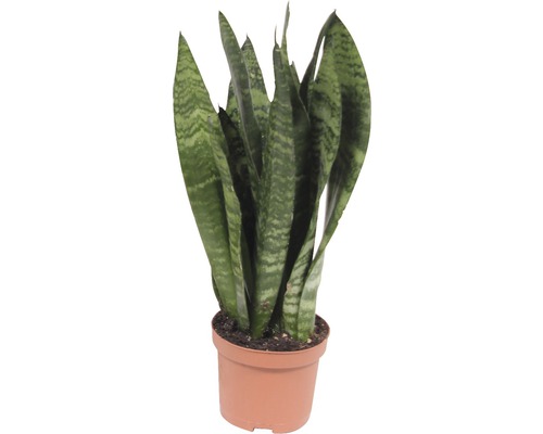 Mélange de sansevière FloraSelf Sansevieria h 25-35 cm pot Ø 9 cm sélection aléatoire de variétés