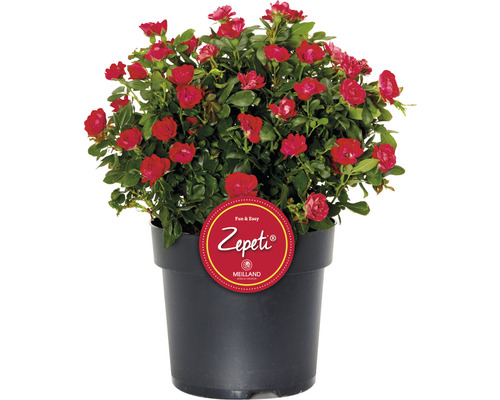 Rose « Zepeti » h env. 30 cm Co, 3,5 L Busch