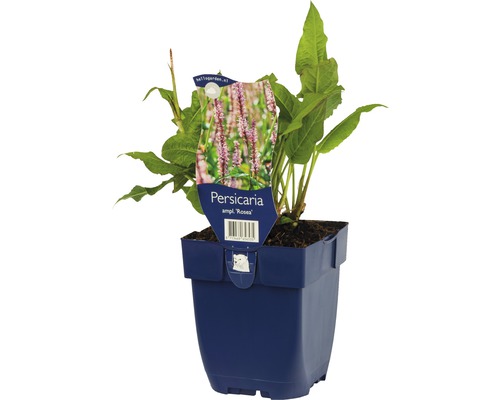 Renouée Rosea plante en pot