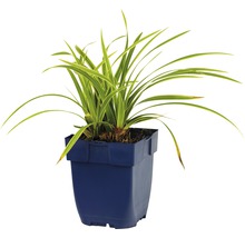 Bonsai-Gras im Topf