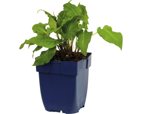 Plant d''oseille dans un pot