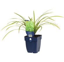 Carex morrowii Ice Dance Ziergras in einem Topf