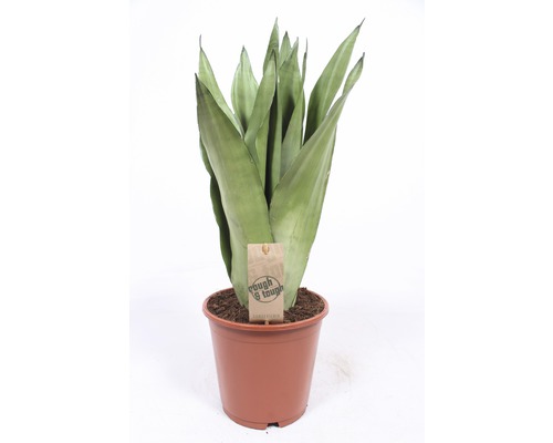 Sansevieria bacularis FloraSelf Sansevieria tirfasciata 'Moonshine' H 55-65 cm Ø 17 cm pot