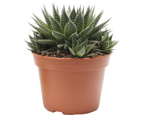 Aloe aristata 'Magic' FloraSelf H 20-35 cm Ø 15 cm pot