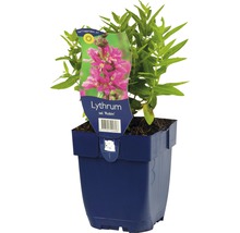 Blutweiderich Lythrum salicaria 'Robin' H 5-50 cm Co 0,5 L
