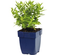 Blutweiderich Lythrum salicaria 'Robin' H 5-50 cm Co 0,5 L