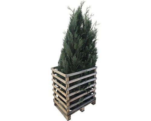 6 x faux cyprès bleu colonne FloraSelf Chamaecyparis lawsoniana 'Columnaris Glauca' H 150-175 cm Co 12 L pour une haie d'environ 3 m